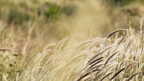 Reed Swaying In The Wind 02