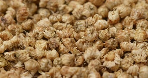 Dried Chrysanthemum Flowers for Herbal Tea Close-Up