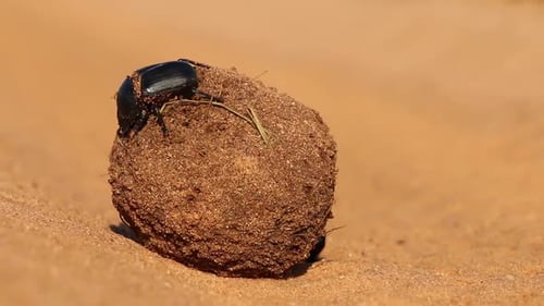 Dung Beetles