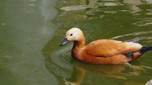 Ente in einem grünen See 8