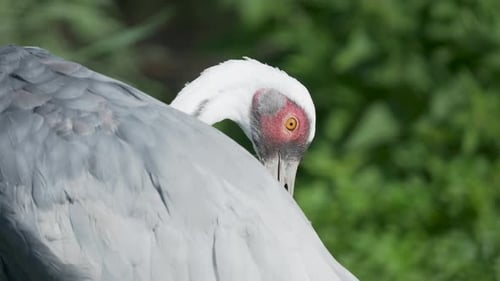 Antígona Vipio, grulla nuca blanca, está limpiando sus plumas.
