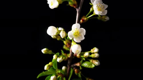 White flowers of a cherry blossom on a cherry tree close up.