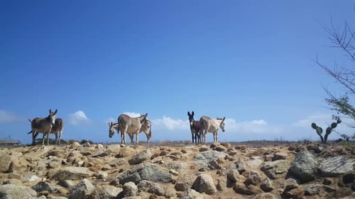 Donkeys Standing on Rocky Landscape in Bright Sunlight
