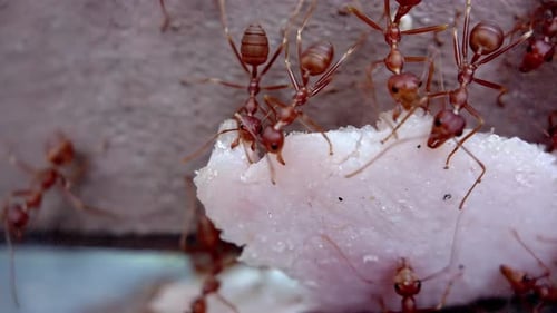 Nahaufnahme des natürlichen Lebens von Insekten. Ameisen arbeiten als Team und tragen ein Stück Schinken den Zaun hinauf