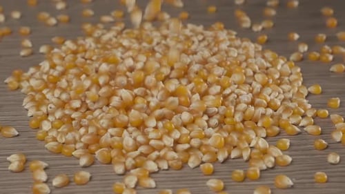 Popcorn Kernels Fall onto Mound of Kernels