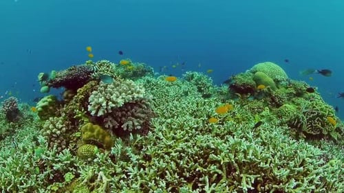The Underwater World of a Coral Reef