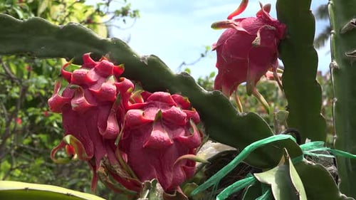 Dragon Fruit Growing on Cactus Plant in Daylight