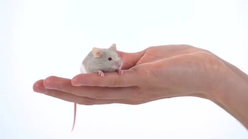 Female Hand Is Holding Decorative Rat on a White Background in Studio. Slow Motion. Close Up