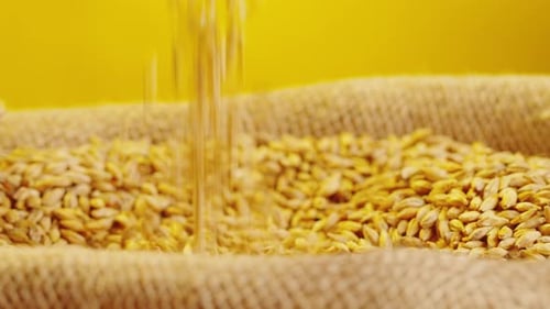 Dry Golden Wheat Closeup