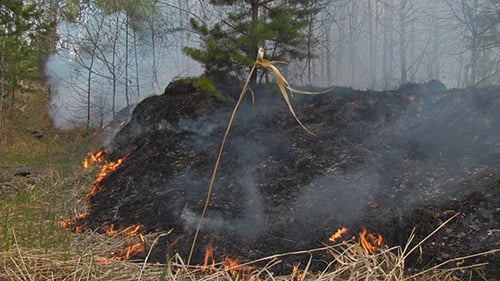 Fire In Forest 2