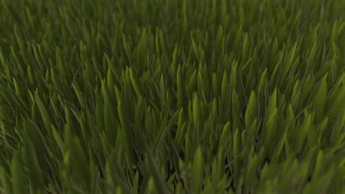 Gras-Animationen