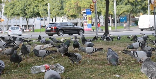Pigeons 2