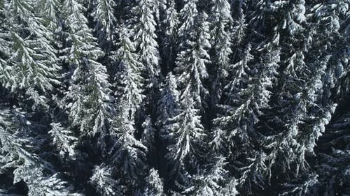 Winter Season Spruce and Pine Trees Covered with Snow. Aerial Top Down Flyover Shot of Winter Forest