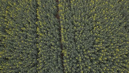 Aerial View of Green Field with Yellow Flowers