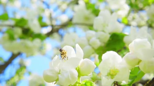 Bee Apple C0005