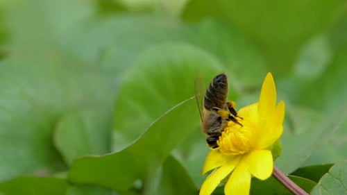 Bee Collecting Pollen from Bright Yellow Flower