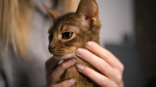 Young Female Blogger Playing with Abyssinian Cat