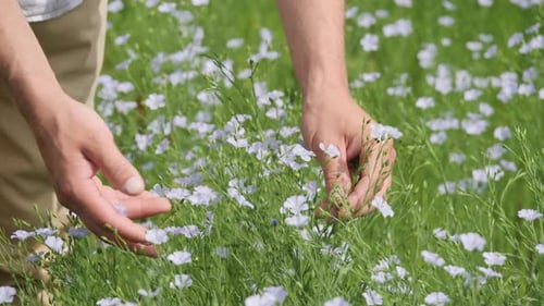 Un agricultor inspecciona la integridad de una planta en un campo de lino