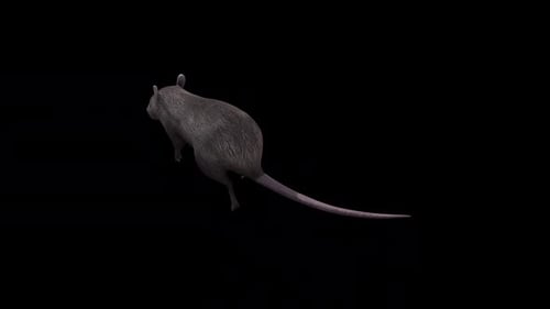 Brown Rat Run Top Angle Back View