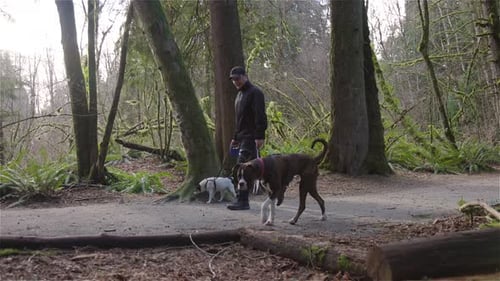 Man Walking Dogs on the Hiking Trail