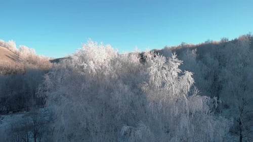 Winter white forest in the early morning with blue sky