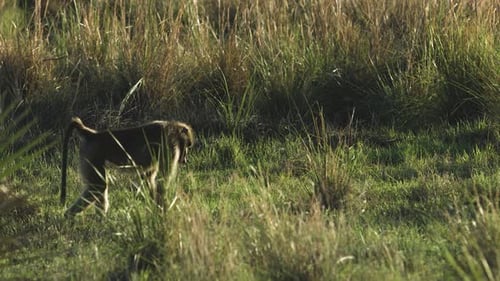 Hungry baboon snacking delicious grass.