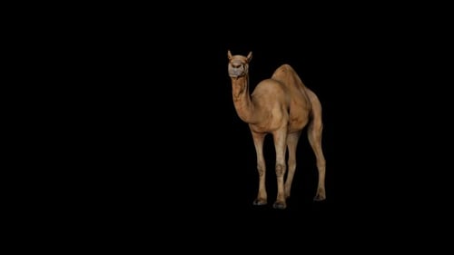 Sitzfläche Camel vorne