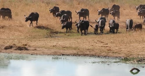 Búfalo africano, syncerus caffer, rebaño bebiendo en Water Hole, Parque Tsavo en Kenia, Real Time 4K