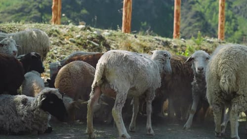 Sheep and Lambs Rest on Shady Field on Sunny Day Closeup