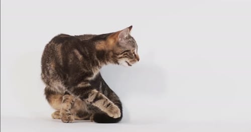 Brown Tabby Domestic Cat walking against White Background, Slow motion 4K