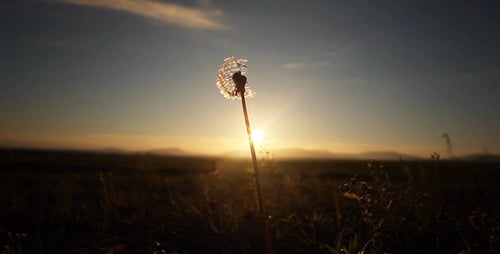 Dandelion Silhouetted in Golden Sunrise over Field