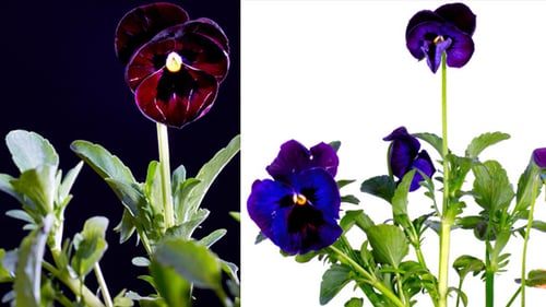 Purple Flower Blooming Time-Lapse