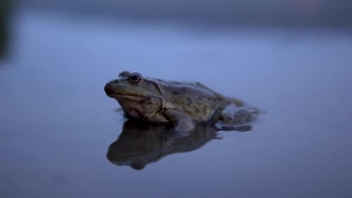 Green Frog Sitting on Water Surface Close Up