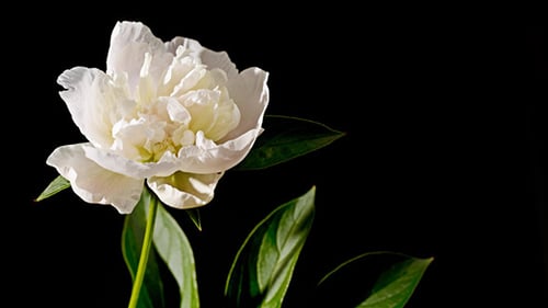 White Flower Blooming Time-Lapse on Black Background