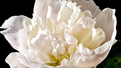 Blooming White Flower Petals Time Lapse