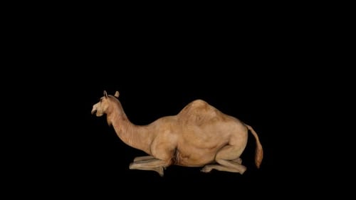 Kamel-Kauen