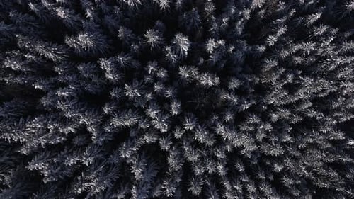 Winter Forest Snow Carpathian Top Down View on Pine Trees Aerial Drone Video