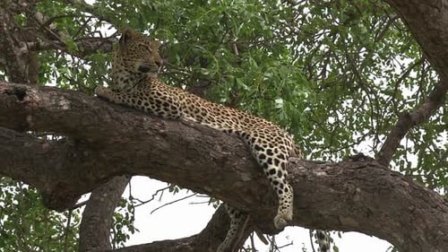 Close view of lone leopard lying on tree branch as wind moves leaves
