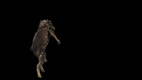 Dancing Spotted Wild Animal Animation