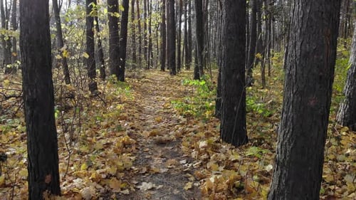 Wunderschöner Wanderweg im Herbstwald oder Stadtpark