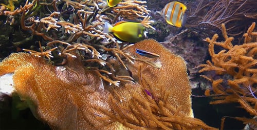 Aquarium