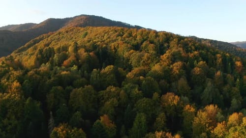 Golden Autumn Drone View of Forest Landscape with Yellow Trees From Above
