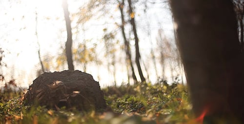 Tree Stump Amongst Green Grass and Forest