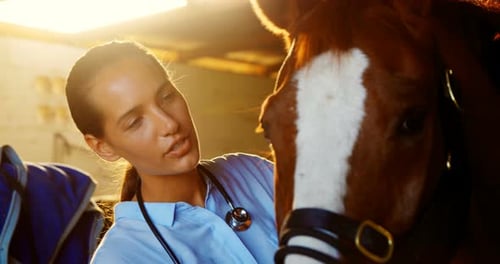 Veterinarian Examining Horse in Sunny Stable