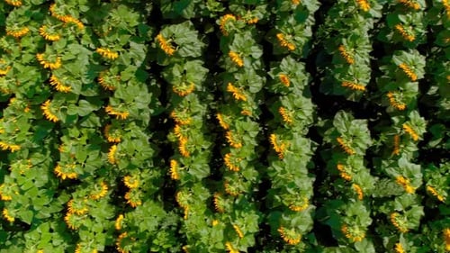 Luftiges Sonnenblumenfeld
