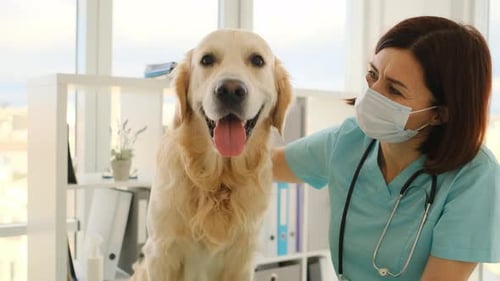 Golden Retriever Dog in Veterinary Clinic