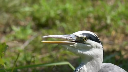 Makro-Nahaufnahme eines wilden grauen Heroning-Halses und Schreien im Freien in der Natur - Detailaufnahme in Zeitlupe