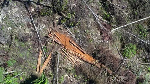 Ein großer Haufen kürzlich gesägter Holzbretter liegt auf dem Boden