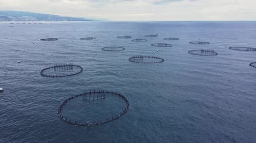 Aquakultur-Fischfarm im Meer zur Vermarktung von Zuchtfischprodukten
