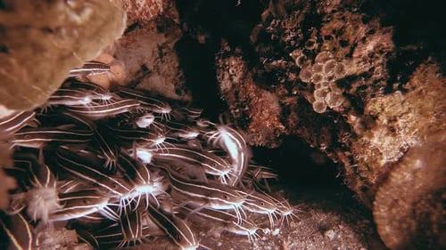 Tropical Striped Catfish Cleaning Home